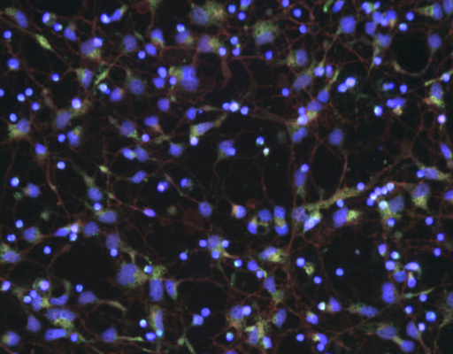 R&D Contractor | Neuroscience